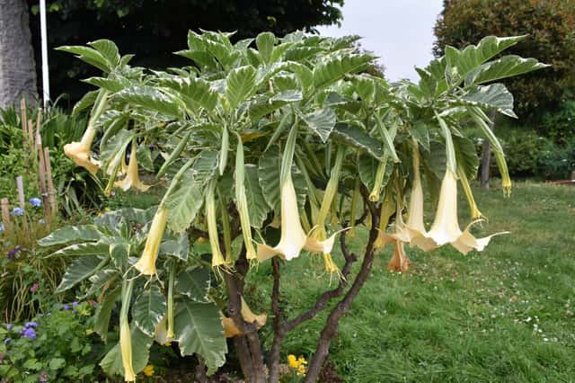 White Angel's Trumpet