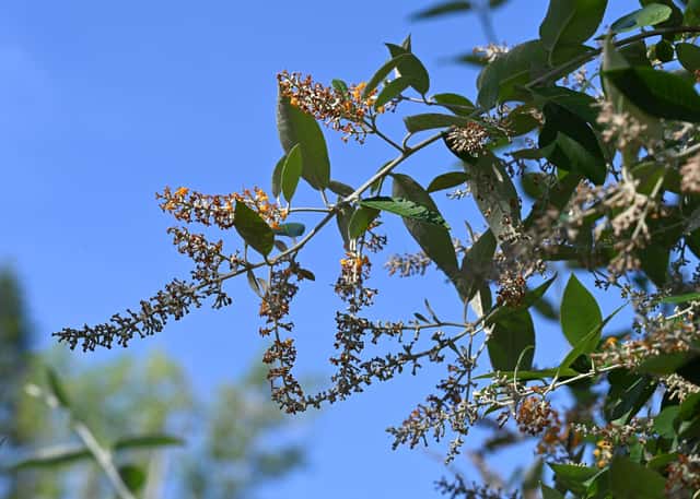 Buddleia-de-Madagascar