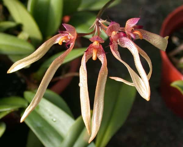 Orquídea-guarda-chuva