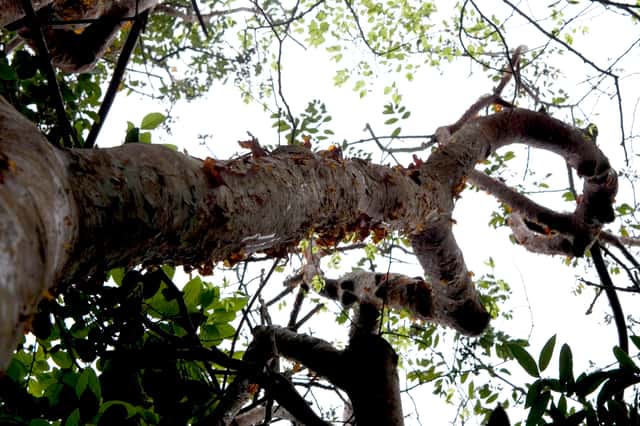 Bursera