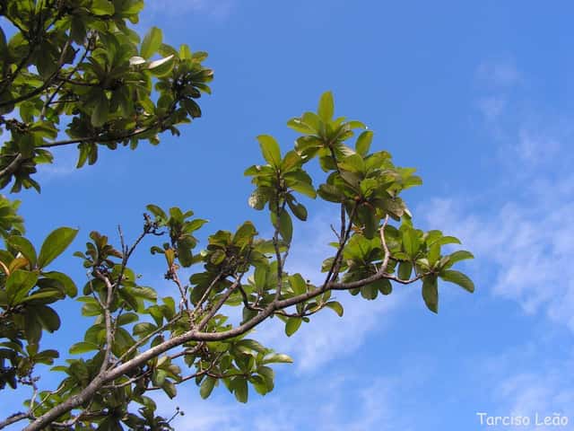 Murici