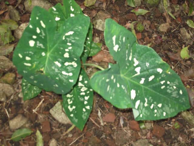 Caladium