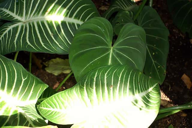 White-veined Caladium