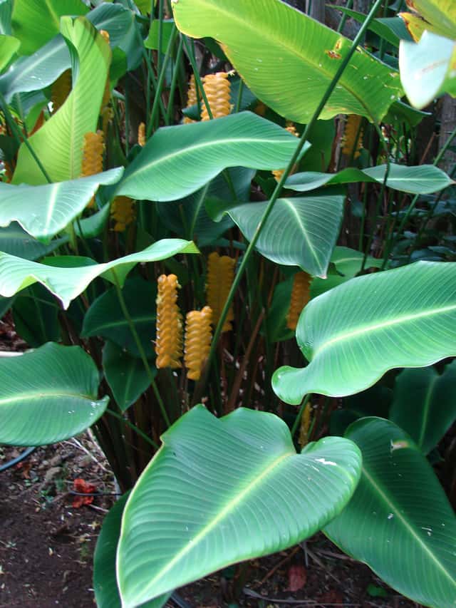 Rasle-Calathea