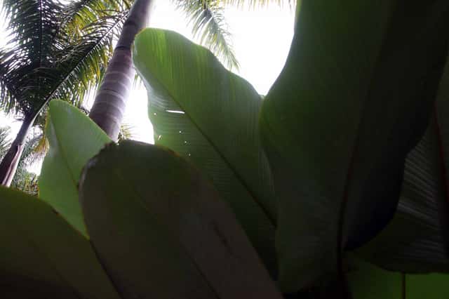 Cigar Plant