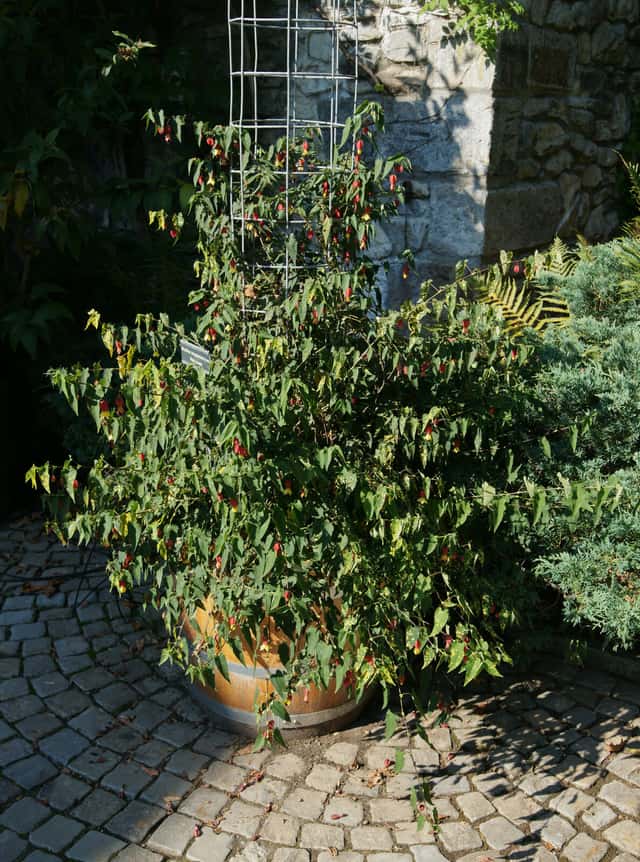 Abutilon