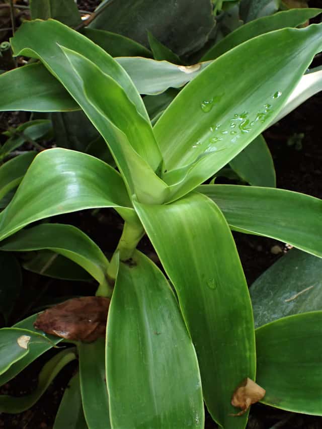 Cesta-de-moisés