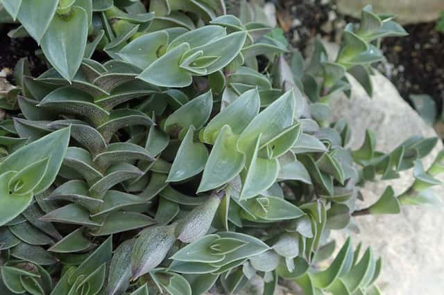 Chain Plant