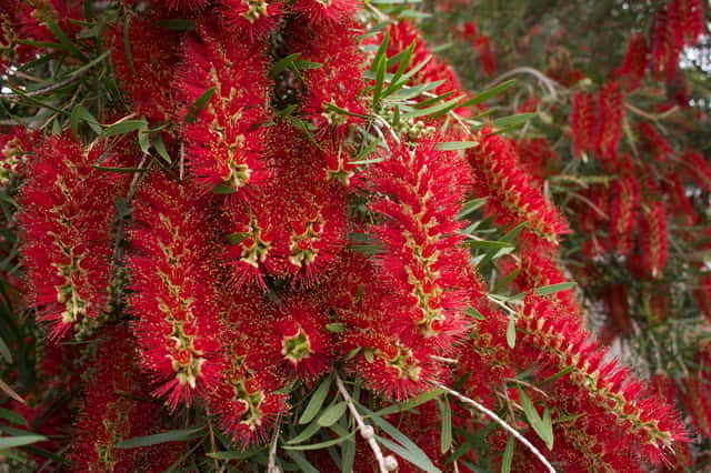 Weeping Bottlebrush