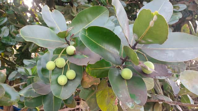 Calofilo / Guanandi (gênero)