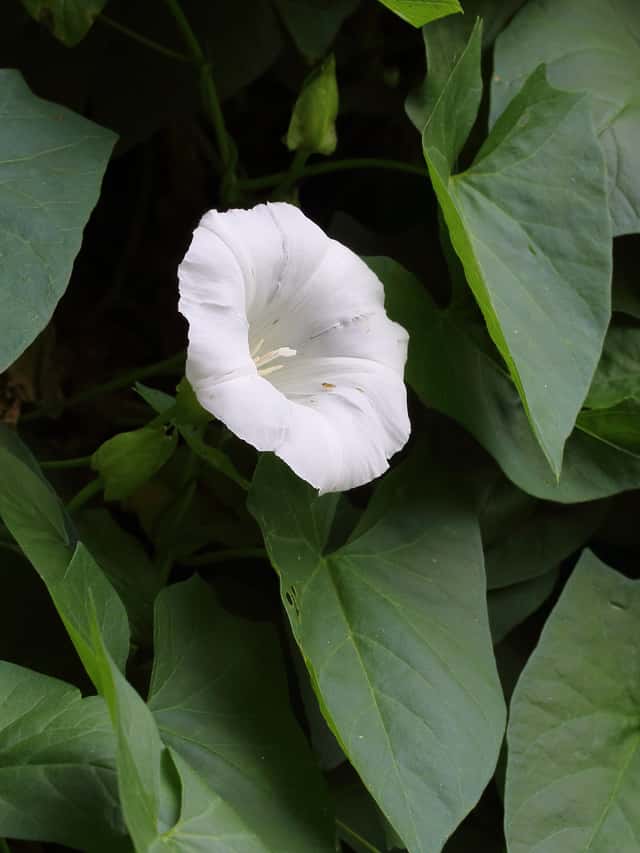 Hedge Bindweed