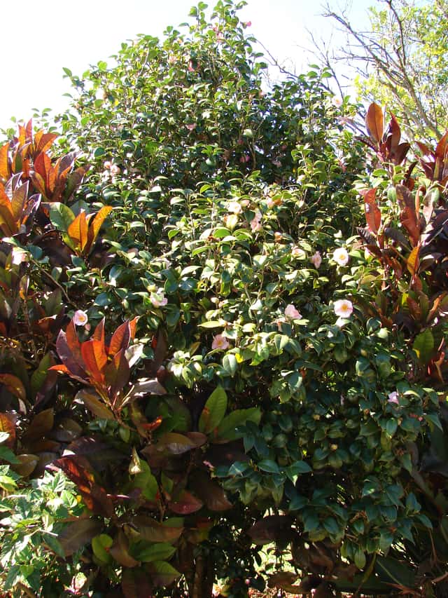 Japanese Camellia