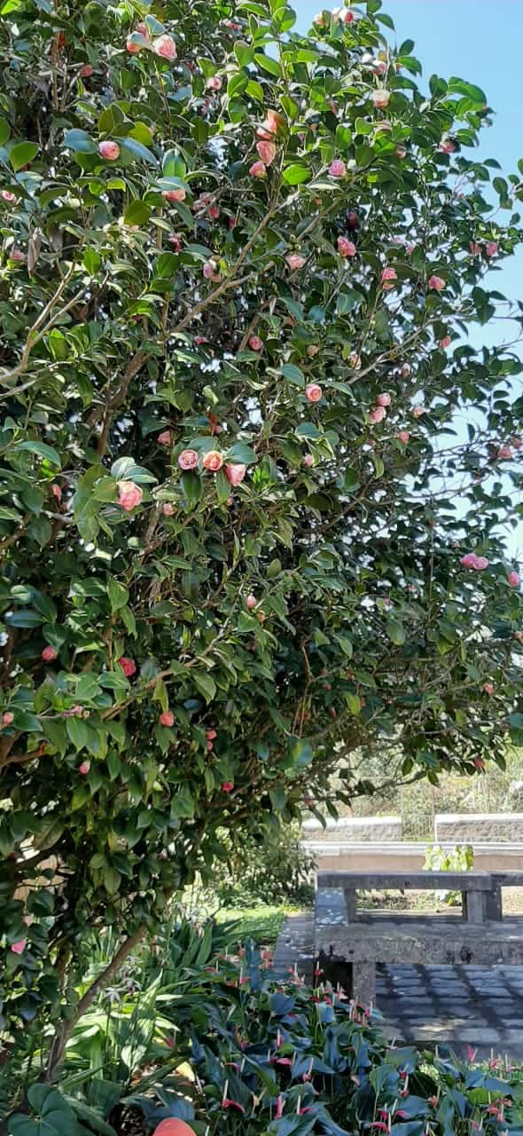 Sasanqua Camellia