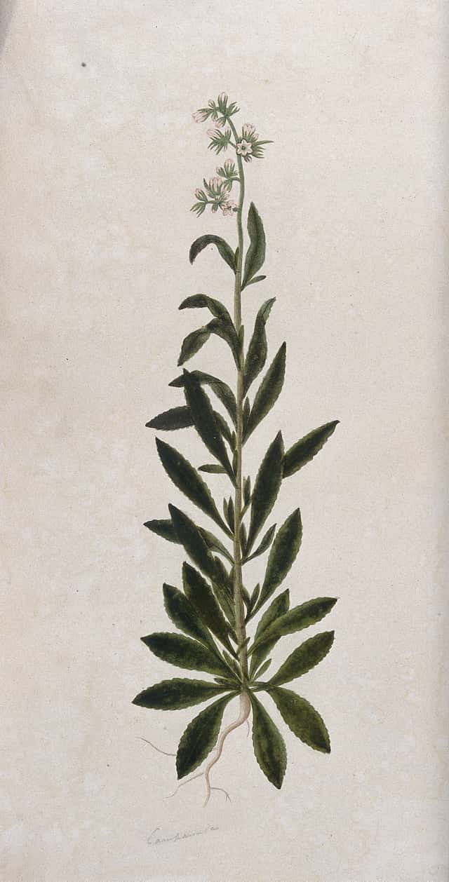 Bellflower