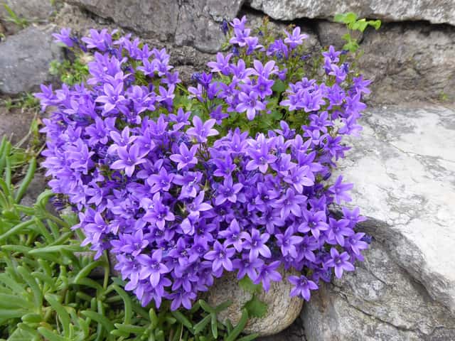 Dalmatian Bellflower