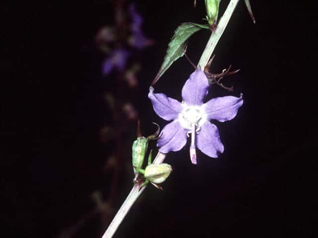 Campânula Americana