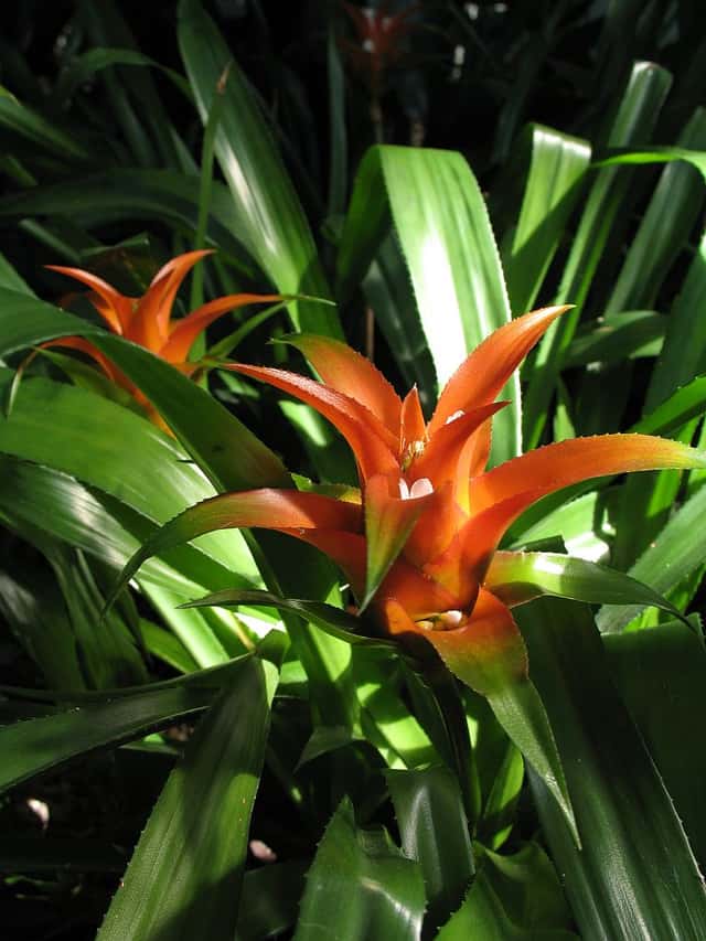 Billberg's Nidularium