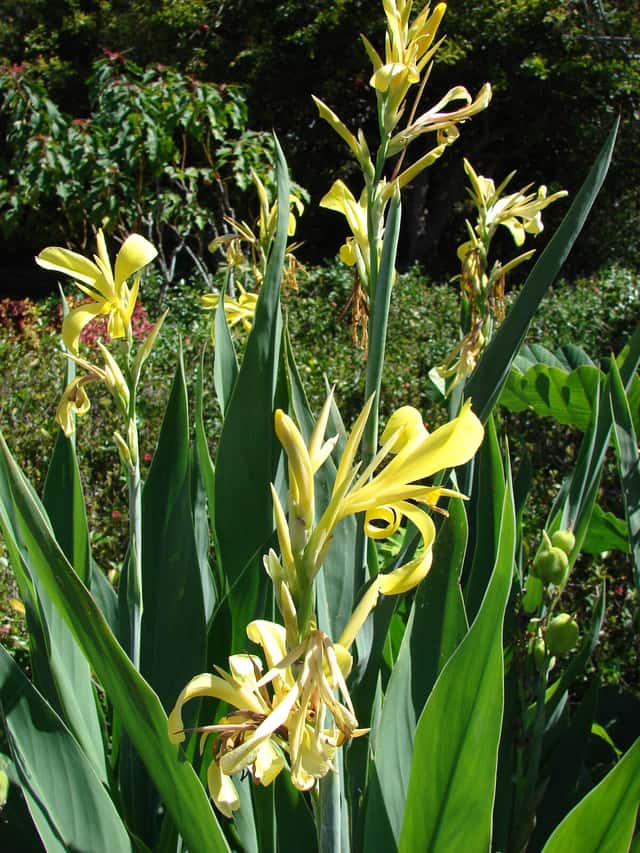 Wasser-Canna