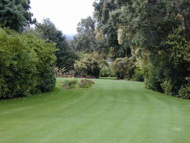 Bananeirinha-de-jardim