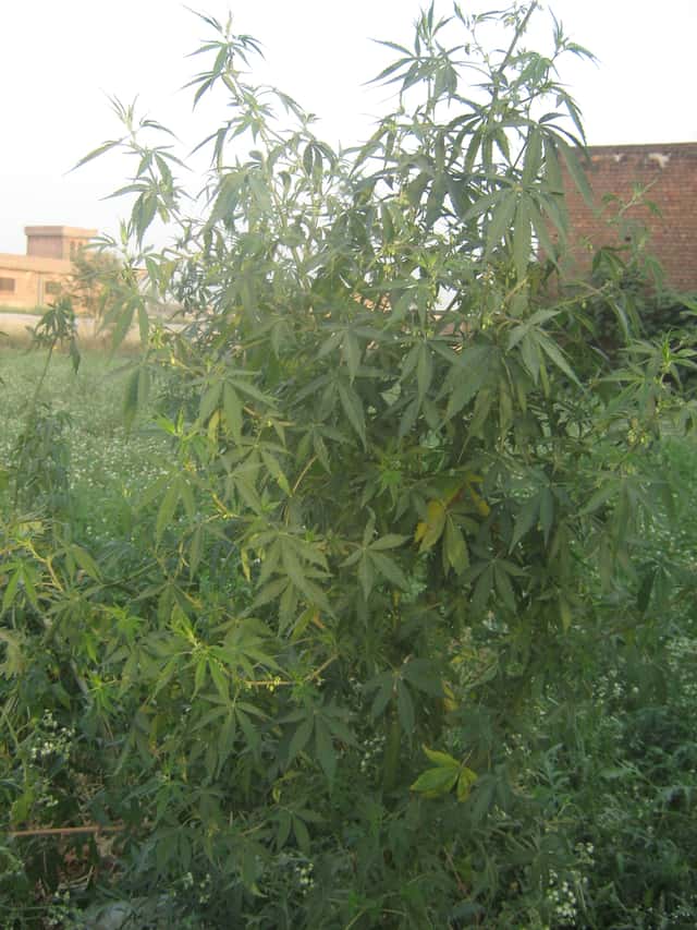 Indica Cannabis