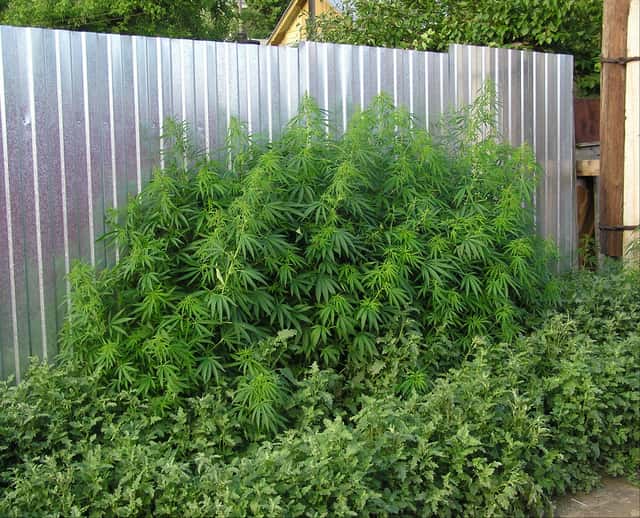 Ruderalis Cannabis