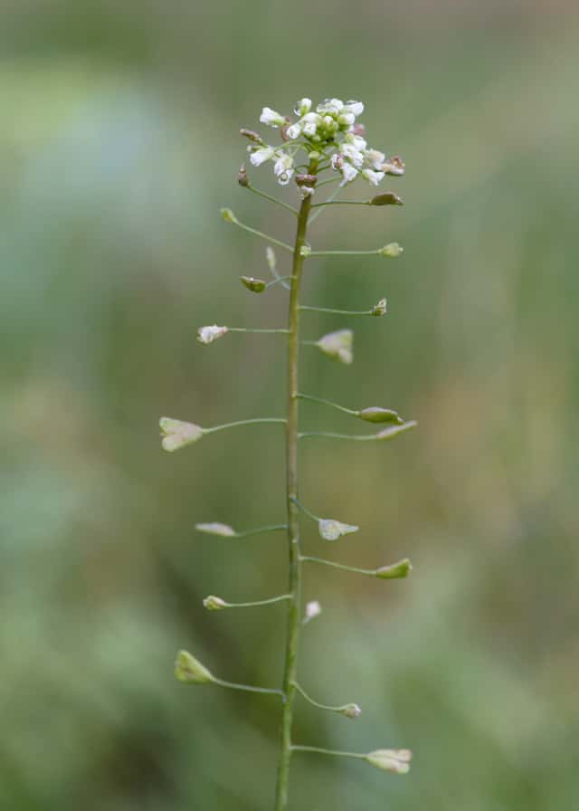 Shepherd's Purse
