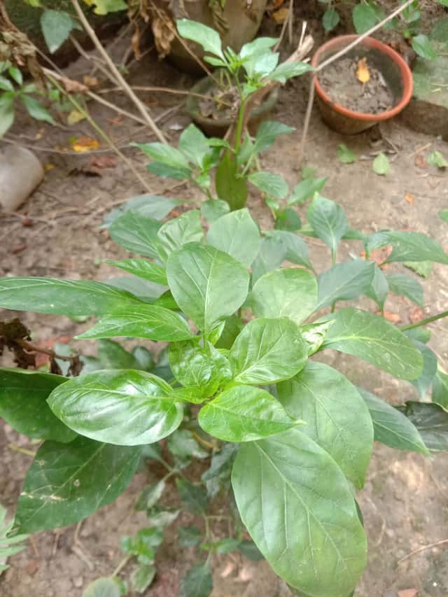 Pimientos y Chiles