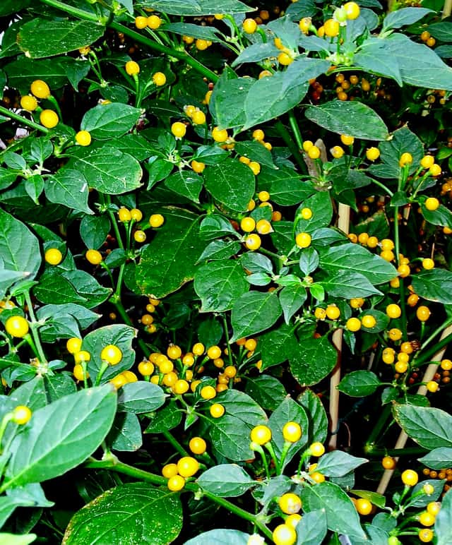Pimenta-biquinho