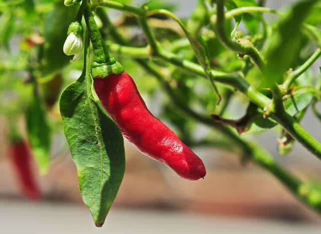 Tabasco Pepper