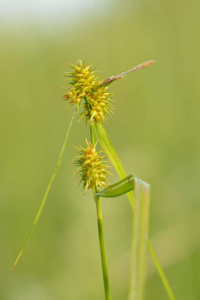 Carex