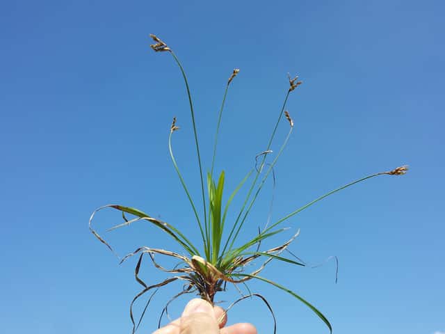 Carex-pé-de-passarinho