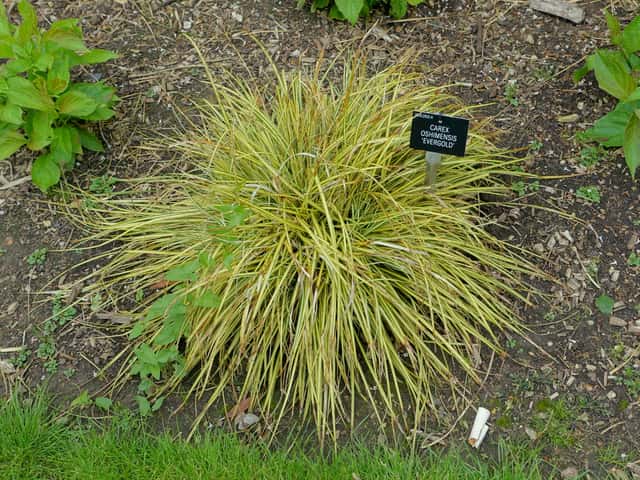 Evergold Sedge