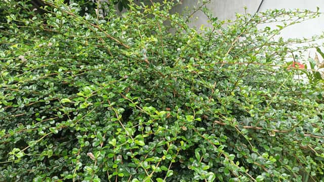 Fukien Tea Tree