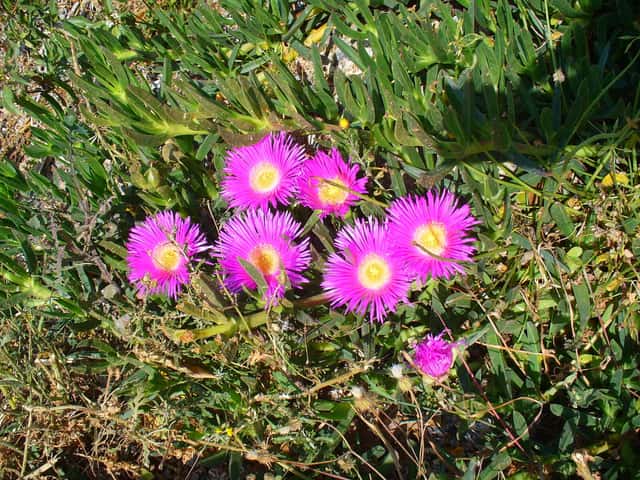 Ice plant