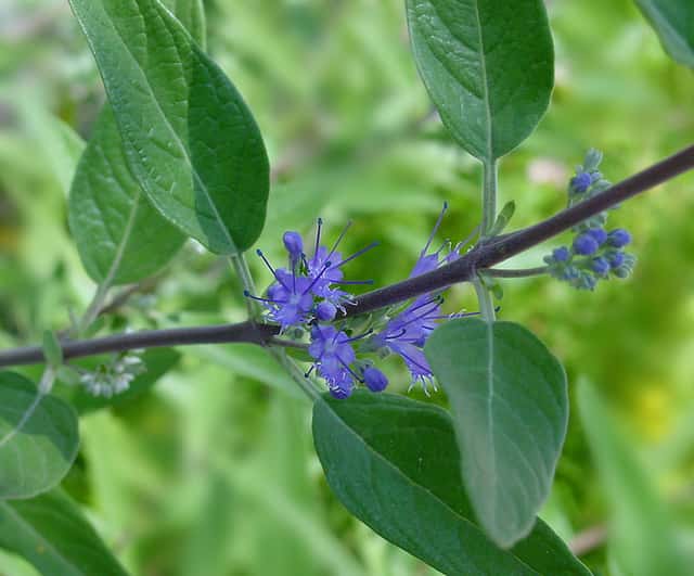 Barba azul