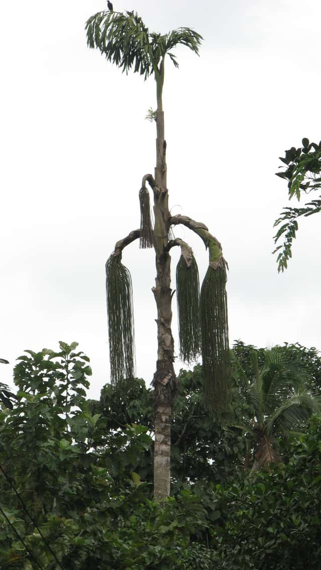 Jaggery Palm