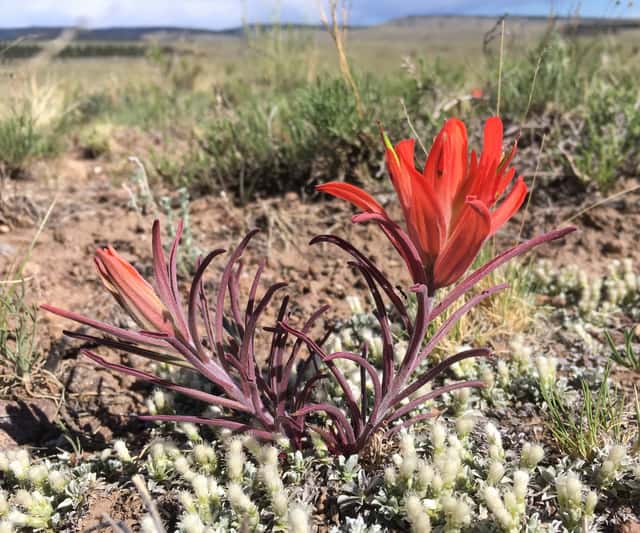Wholeleaf Indian Paintbrush