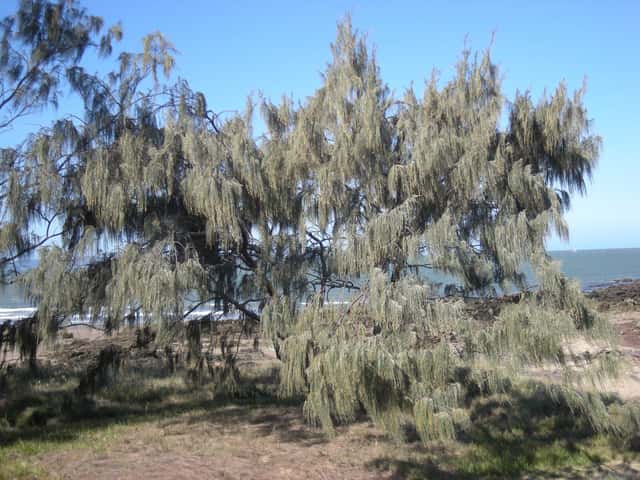 Casuarina