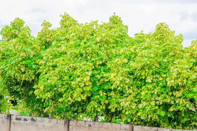 Catalpa común