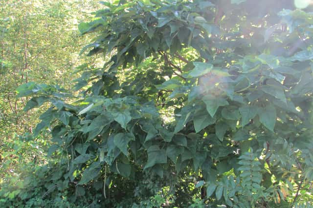 Catalpa norteña