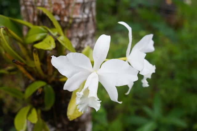 Corsage Orchid