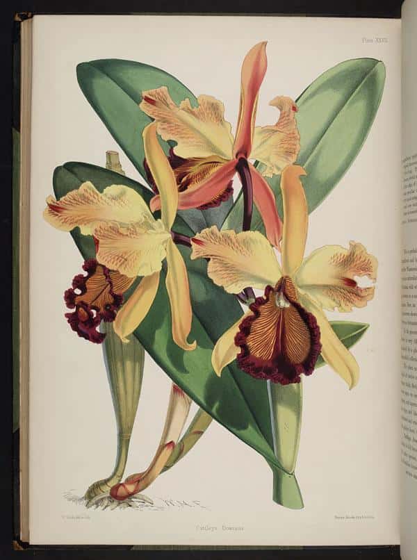 Crimson Cattleya