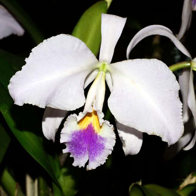 Mendel's Cattleya