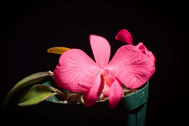 Wittigs Cattleya