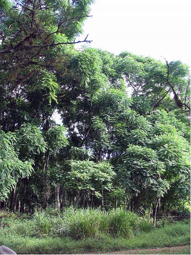Cedru spaniol