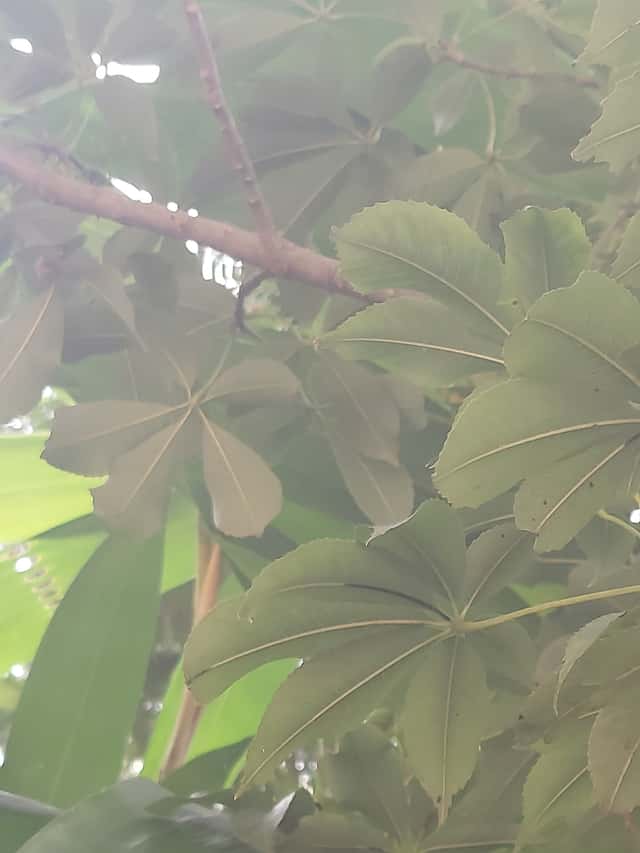 Kapokbaum