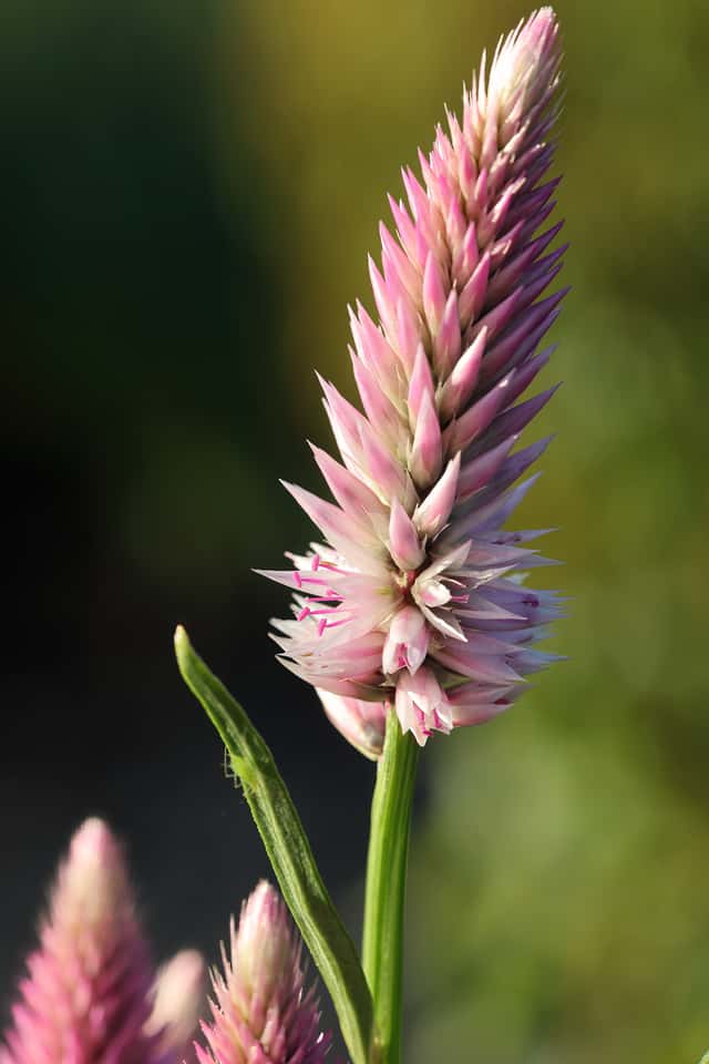 Wheat Celosia