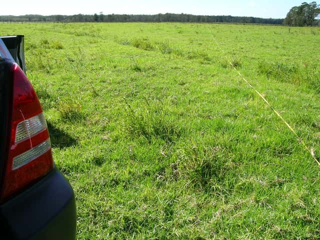 Pasto Kikuyu