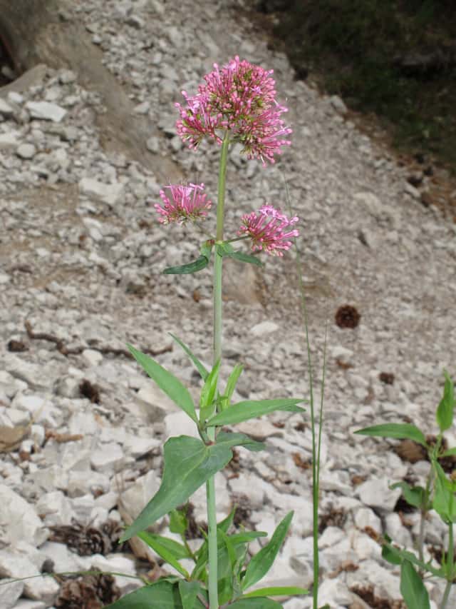 Valeriana-vermelha
