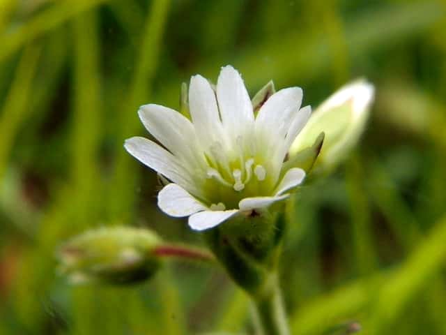 Common mouse-ear chickweed